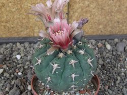 Gymnocalycium spegazzinii unguispinum SL 44b, pot 8,5 cm - 12414721