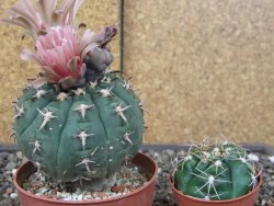 Gymnocalycium spegazzinii unguispinum SL 44b, pot 8,5 cm - 12414722