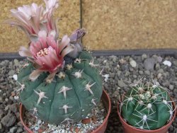 Gymnocalycium spegazzinii unguispinum SL 44b, pot 8,5 cm - 12414723