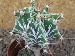 Astrophytum ornatum "glabrescen pot 5,5 cm - 12414730