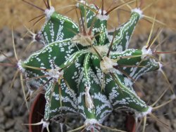 Astrophytum ornatum "glabrescen pot 5,5 cm - 12414731
