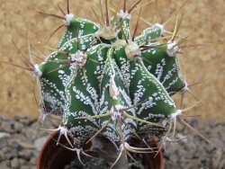 Astrophytum ornatum "glabrescen pot 5,5 cm - 12414732
