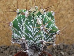 Astrophytum ornatum "glabrescen pot 5,5 cm - 12414733