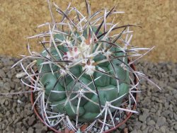 Coryphantha poselgeriana valida El Hundido květináč 9 cm