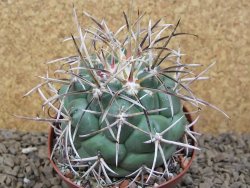 Coryphantha poselgeriana valida El Hundido květináč 9 cm - 12414735