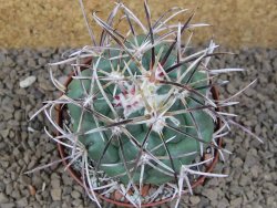 Coryphantha poselgeriana valida El Hundido květináč 9 cm - 12414736