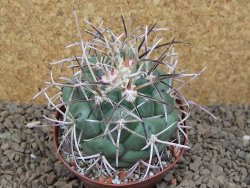 Coryphantha poselgeriana valida El Hundido květináč 9 cm - 12414737