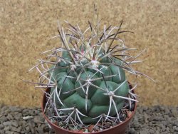 Coryphantha poselgeriana valida El Hundido květináč 9 cm - 12414738