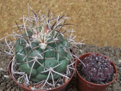 Coryphantha poselgeriana valida El Hundido květináč 9 cm - 12414739