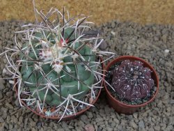 Coryphantha poselgeriana valida El Hundido květináč 9 cm - 12414740