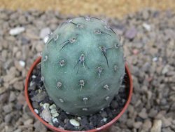 Tephrocactus geometricus květináč 5,5 cm - 12414744