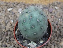 Tephrocactus geometricus květináč 5,5 cm - 12414745