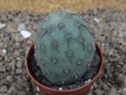 Tephrocactus geometricus květináč 5,5 cm