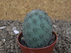 Tephrocactus geometricus květináč 5,5 cm - 12414747