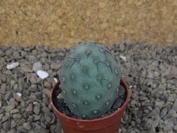 Tephrocactus geometricus květináč 5,5 cm - 12414748