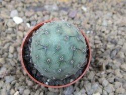 Tephrocactus geometricus květináč 5,5 cm - 12414749