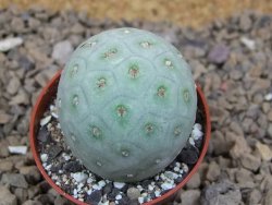Tephrocactus geometricus květináč 5,5 cm