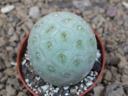 Tephrocactus geometricus květináč 5,5 cm - 12414751
