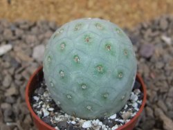 Tephrocactus geometricus květináč 5,5 cm - 12414752