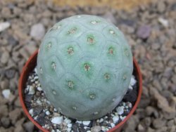 Tephrocactus geometricus květináč 5,5 cm - 12414753