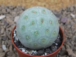 Tephrocactus geometricus květináč 5,5 cm - 12414754