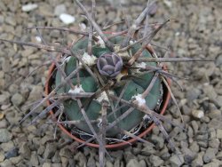 Gymnocalycium armatum LH1431 Pajcho centro, Tarija, 5,5 cm květináč - 12414761