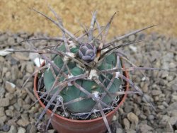 Gymnocalycium armatum LH1431 Pajcho centro, Tarija, 5,5 cm květináč - 12414762
