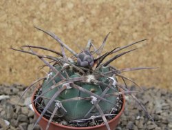 Gymnocalycium armatum LH1431 Pajcho centro, Tarija, 5,5 cm květináč