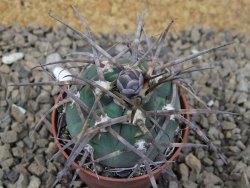 Gymnocalycium armatum LH1431 Pajcho centro, Tarija, 5,5 cm květináč - 12414764