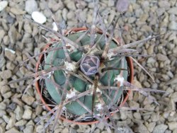 Gymnocalycium armatum LH1431 Pajcho centro, Tarija, 5,5 cm květináč - 12414765