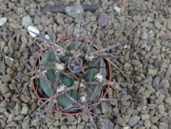 Gymnocalycium armatum LH1431 Pajcho centro, Tarija, 5,5 cm květináč - 12414766