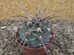 Gymnocalycium armatum LH1431 Pajcho centro, Tarija, 5,5 cm květináč - 12414767