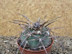 Gymnocalycium armatum LH1431 Pajcho centro, Tarija, 5,5 cm květináč - 12414768