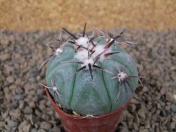 Echinocactus horizonthalonius KMR 22 Entroque Huizache, 5,5 cm květináč - 12414779