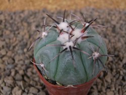 Echinocactus horizonthalonius KMR 22 Entroque Huizache, 5,5 cm květináč - 12414780
