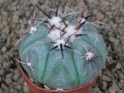 Echinocactus horizonthalonius KMR 22 Entroque Huizache, 5,5 cm květináč - 12414781