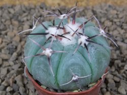 Echinocactus horizonthalonius KMR 22 Entroque Huizache, 5,5 cm květináč