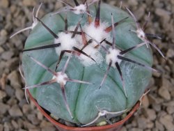 Echinocactus horizonthalonius KMR 22 Entroque Huizache, 5,5 cm květináč - 12414783