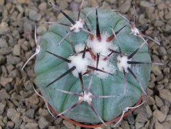 Echinocactus horizonthalonius KMR 22 Entroque Huizache, 5,5 cm květináč - 12414784