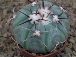 Echinocactus horizonthalonius KMR 22 Entroque Huizache, 5,5 cm květináč - 12414785