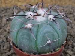 Echinocactus horizonthalonius KMR 22 Entroque Huizache, 5,5 cm květináč - 12414786