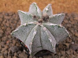 Astrophytum Dinosaur (Fukurio Hannya) květináč 5,5 cm - 12414787