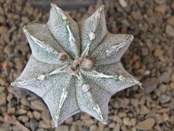 Astrophytum Dinosaur (Fukurio Hannya) květináč 5,5 cm