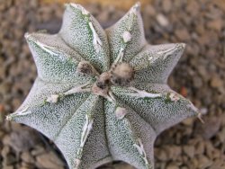 Astrophytum Dinosaur (Fukurio Hannya) květináč 5,5 cm - 12414789