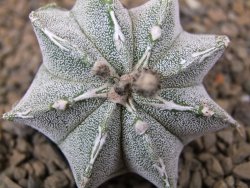Astrophytum Dinosaur (Fukurio Hannya) květináč 5,5 cm - 12414790