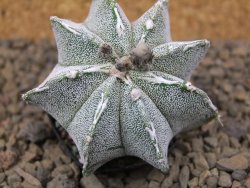 Astrophytum Dinosaur (Fukurio Hannya) květináč 5,5 cm - 12414791