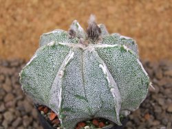 Astrophytum Dinosaur (Fukurio Hannya) květináč 5,5 cm - 12414792