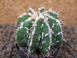 Astrophytum Dinosaur (Fukurio Hannya) květináč 5,5 cm - 12414793