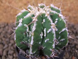 Astrophytum Dinosaur (Fukurio Hannya) květináč 5,5 cm
