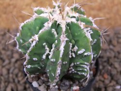 Astrophytum Dinosaur (Fukurio Hannya) květináč 5,5 cm - 12414795